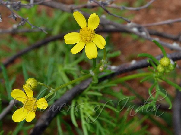 Slender-Leaf Senecio